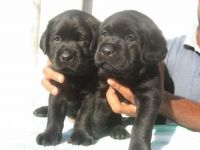 Labrador Husky Puppies for sale in Surat, Gujarat, India. price: 9,000 INR
