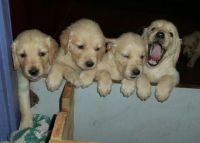 Labrador Husky Puppies for sale in Ahmedabad, Gujarat, India. price: 10,000 INR