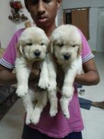 Labrador Husky Puppies for sale in Surat, Gujarat, India. price: 10,000 INR