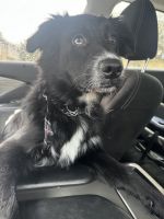 Labrador Husky Puppies for sale in Jeffersonville, IN 47129, USA. price: NA