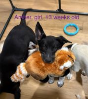 Cute puppies ready for a new home