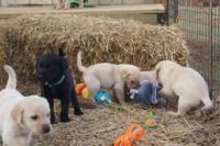 Labrador Husky Puppies for sale in Indianapolis, IN, USA. price: NA