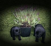 Labrador Husky Puppies for sale in TX-249, Houston, TX, USA. price: $250