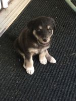 Labrador Husky Puppies for sale in Aloha, OR, USA. price: $500