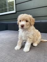 Lagotto Romagnolo Puppies for sale in Vancouver, Washington. price: $3,500