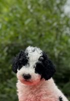 Lagotto Romagnolo Puppies for sale in Salemburg, NC 28385, USA. price: $3,000