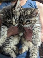 LaPerm Cats for sale in Lexington, OH 44904, USA. price: NA