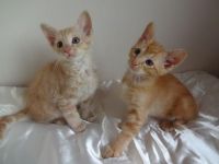 LaPerm Cats for sale in San Bernardino, CA, USA. price: NA