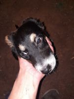 Lapponian Herder Puppies for sale in Mineral Wells, TX, USA. price: $300