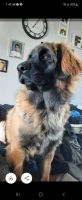 Leonberger Puppies for sale in Lake in the Hills, IL, USA. price: $1,800