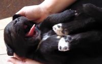 Leonberger Puppies Photos