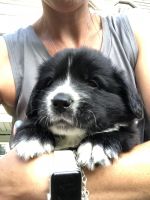 Leonberger Puppies Photos
