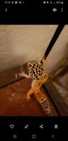 Leopard Gecko Reptiles for sale in Torrance, CA, USA. price: $75