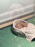 Leopard Gecko Reptiles for sale in Kennesaw, GA, USA. price: $200