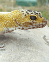 Leopard Gecko Reptiles Photos