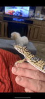 Leopard Gecko Reptiles for sale in Arroyo Grande, CA 93420, USA. price: $175