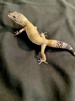 Leopard Gecko Reptiles for sale in Brevard, NC, USA. price: $150