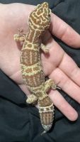 Leopard Gecko Reptiles for sale in Gray, GA 31032, USA. price: NA