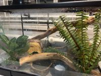 Leopard Gecko Reptiles for sale in Graham, Washington. price: $200