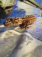 Leopard Gecko Reptiles for sale in Pinellas Park, Florida. price: $75