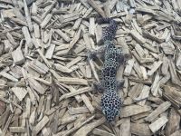 Leopard Gecko Reptiles for sale in Yorba Linda, California. price: $50