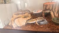 Leopard Gecko Reptiles for sale in Damascus, MD 20872, USA. price: $100