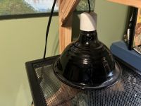 Leopard Gecko Reptiles for sale in Mechanicsburg, PA, USA. price: $150