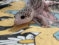 Leopard Gecko Reptiles for sale in Martinsburg, WV, USA. price: $50