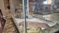 Leopard Gecko Reptiles for sale in Muskogee, OK, USA. price: $170