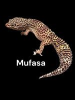 Leopard Gecko Reptiles for sale in Hopewell, VA 23860, USA. price: $60