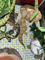 Leopard Gecko Reptiles for sale in Georgetown, TX, USA. price: $100