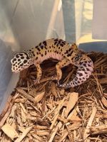Leopard Gecko Reptiles for sale in Hopewell, VA 23860, USA. price: $10