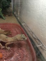 Leopard Gecko Reptiles for sale in White City, OR, USA. price: $60
