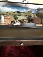 Leopard Gecko Reptiles for sale in Bend, OR, USA. price: $75