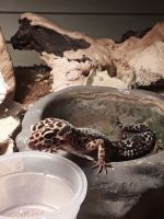 Leopard Gecko Reptiles for sale in San Antonio, TX 78249, USA. price: $60