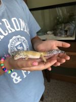 Leopard Gecko Reptiles for sale in Alliance, OH 44601, USA. price: $75
