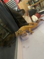 Leopard Gecko Reptiles for sale in Auburn, GA 30011, USA. price: $150