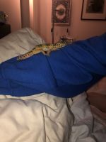 Leopard Gecko Reptiles for sale in Bothell, WA, USA. price: $20