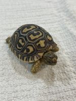 Leopard Tortoise Reptiles for sale in Corona, CA, USA. price: $175
