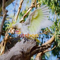 Lesser Sulphur-Crested Cockatoo Birds Photos