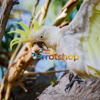 Lesser Sulphur-Crested Cockatoo Birds Photos