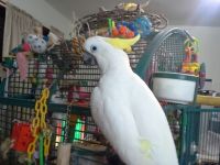 Lesser Sulphur-Crested Cockatoo Birds for sale in Tulsa, OK, USA. price: $1,500