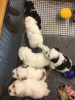 Lhasa Apso Puppies for sale in Cincinnati, OH 45223, USA. price: $500