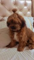 Lhasa Apso Puppies for sale in Chandigarh, India. price: 15,000 INR