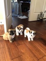 Lhasa Apso Puppies for sale in Brush Prairie, WA, USA. price: $1,000