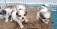 Lhasa Apso Puppies for sale in Delhi, India. price: 18,000 INR