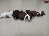 Lhasa Apso Puppies for sale in Pune, Maharashtra, India. price: 11,000 INR