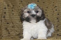 Lhasa Apso Puppies for sale in TX-1604 Loop, San Antonio, TX, USA. price: $700