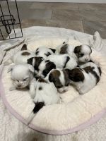 Lhasa Apso Puppies for sale in Bloomfield, CT, USA. price: $1,350