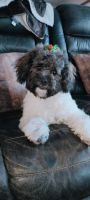 Lhasa Apso Puppies for sale in Fort Wayne, Indiana. price: $750